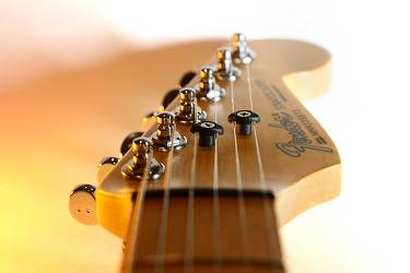 Fender the trees store